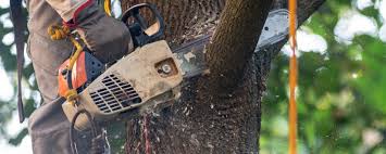 Best Firewood Processing and Delivery  in Louisville, TN