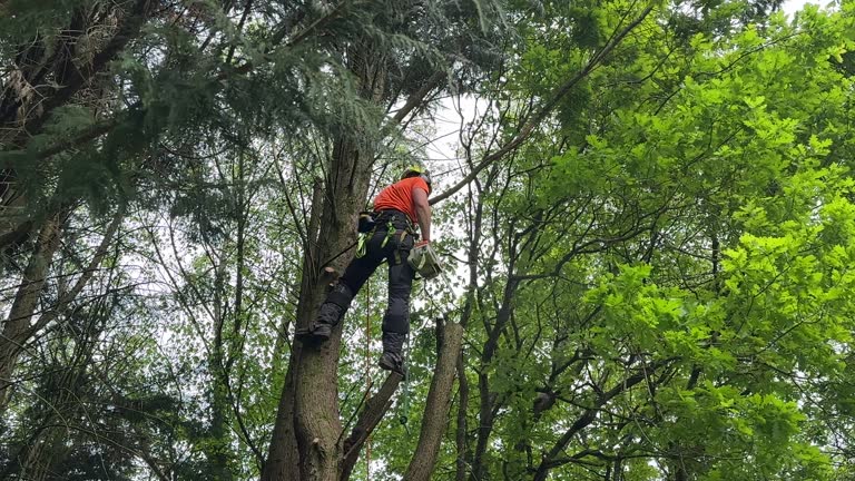 Louisville, TN Tree Removal Company