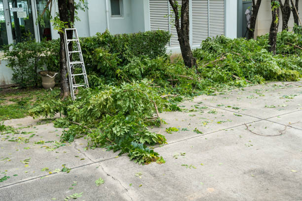 How Our Tree Care Process Works  in  Louisville, TN