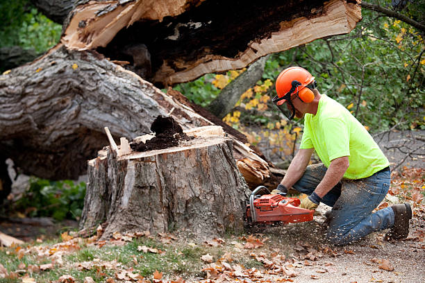 Best Tree Removal  in Louisville, TN