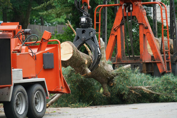 Best Lawn Grading and Leveling  in Louisville, TN