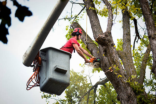 Best Tree Disease Treatment  in Louisville, TN
