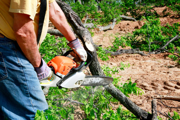 Best Lawn Drainage Solutions  in Louisville, TN